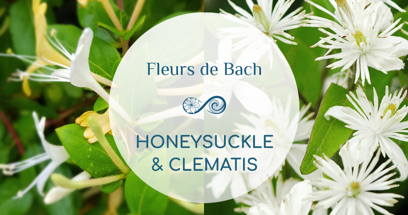 Deux FLEURS DE BACH pour revenir dans le présent