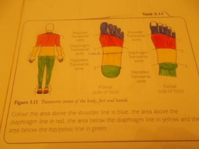 TRANSVERSE ZONES ON BODY & FEET & HANDS