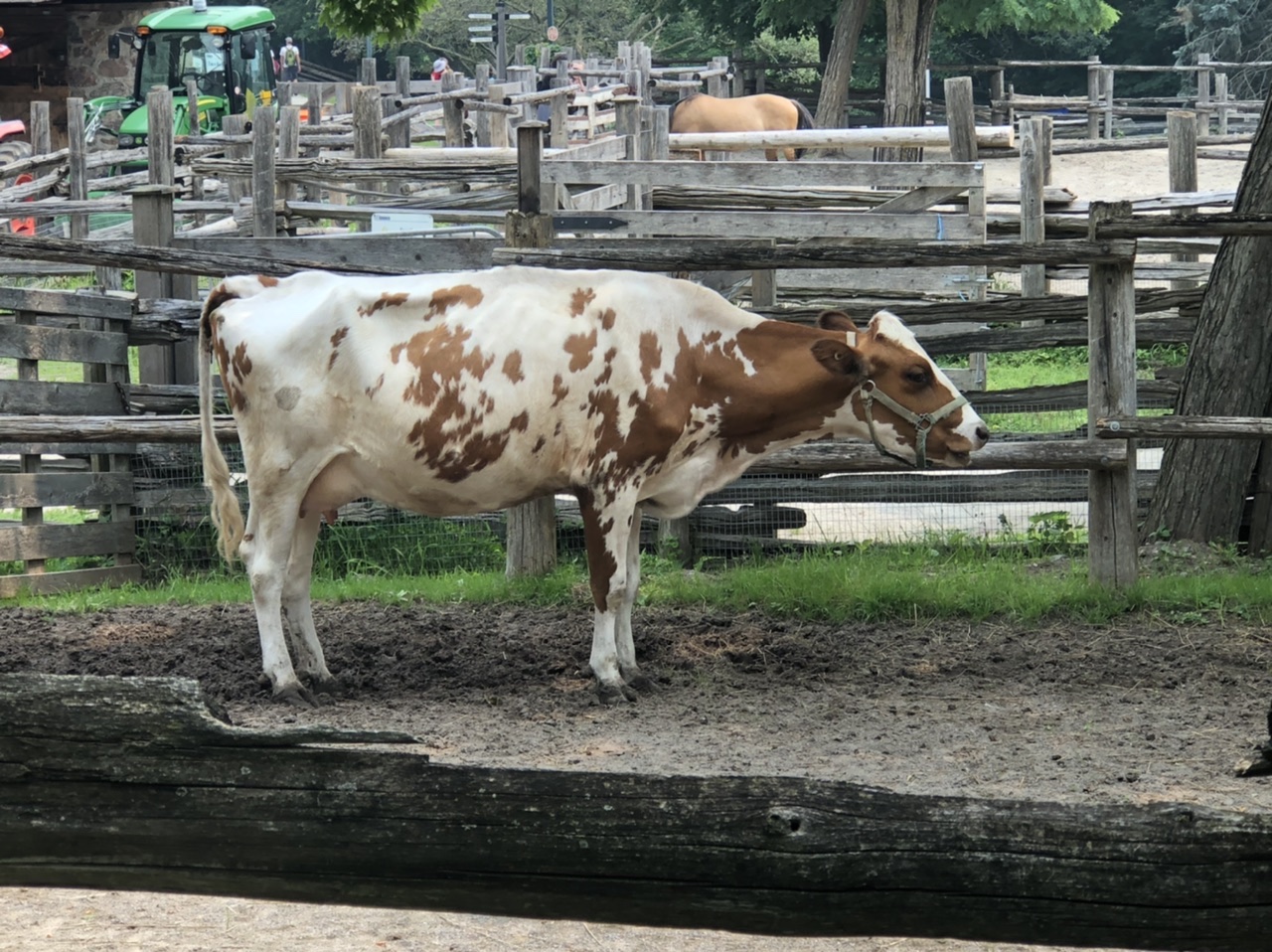 Take your cow for a walk day Gallery Arcturus the Daily News