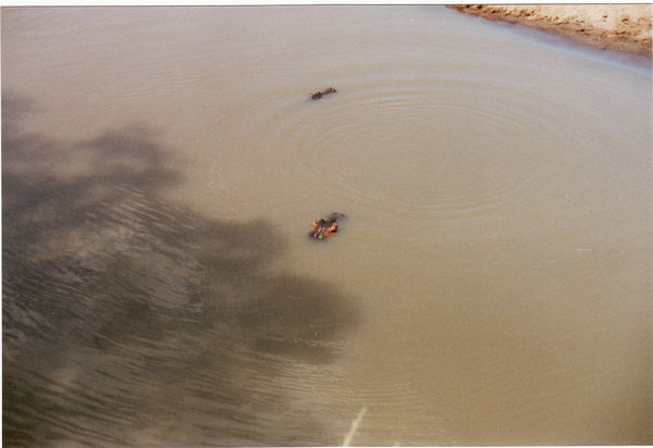 Masai Mara, 2. Safari-Tag, Tierwelt (Nilpferde im Fluss durch das Governor's Camp)