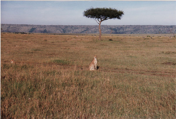 Masai Mara, 2. Safari-Tag, Tierwelt (Gepardin in der Steppe)