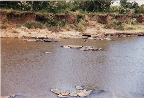 Masai Mara, 2. Safari-Tag, Tierwelt (Krokodil im Fluss durch das Governor's Camp)