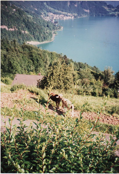 Blick nach Vitznau