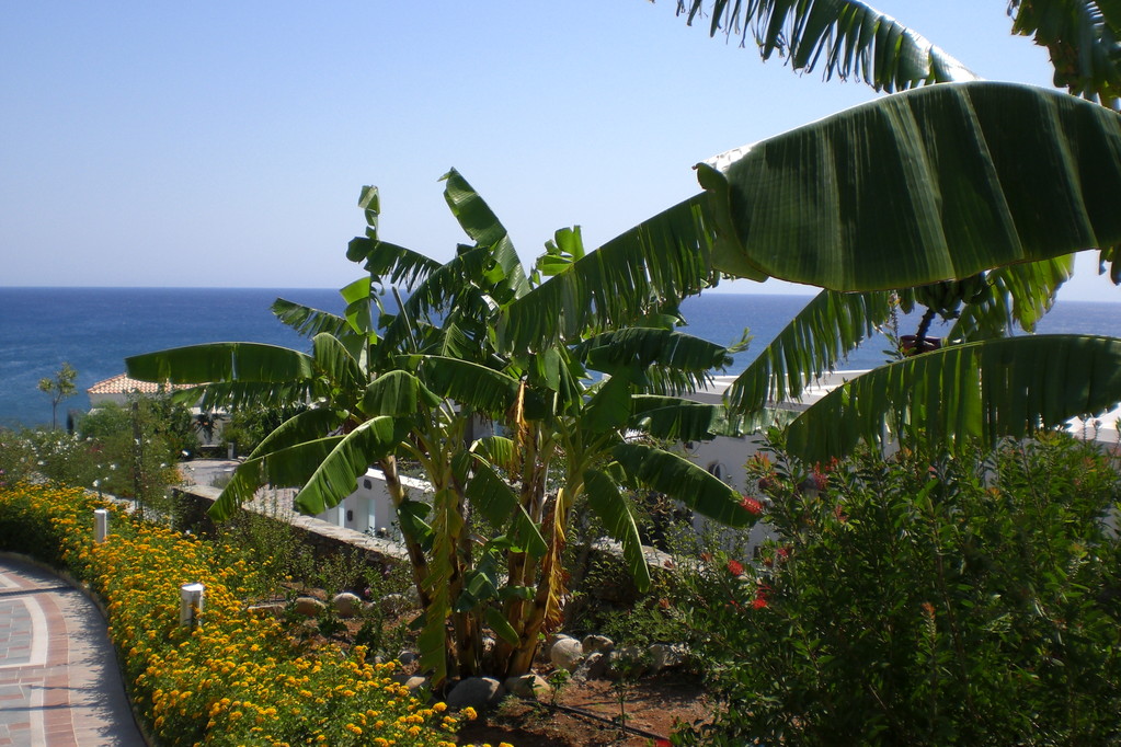 Lachania-Beach (Atrium Prestige Hotel & Spa): Impressionen der imposanten Hotelanlage