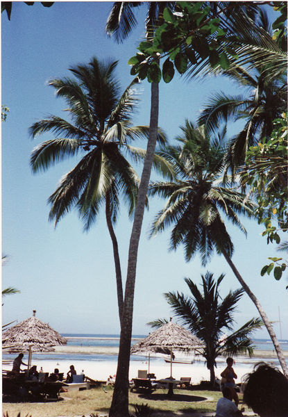 Palmen am Hotelstrand Africana Sea Lodge, Diani Beach, Südküste Mombasa