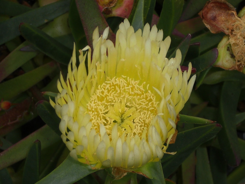 ..seltsame, aber wunderschöne Gewächse an der Südspitze