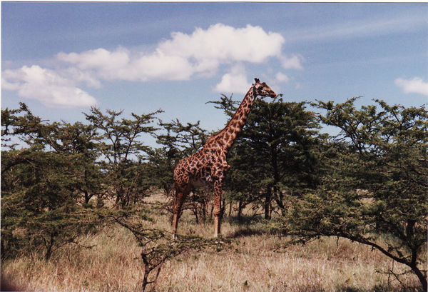 Masai Mara, 1. Safari-Tag, Tierwelt (stolze Giraffe)