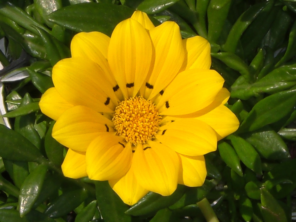 ...und wieder hat Suzi eine wunderschöne Blume gefunden