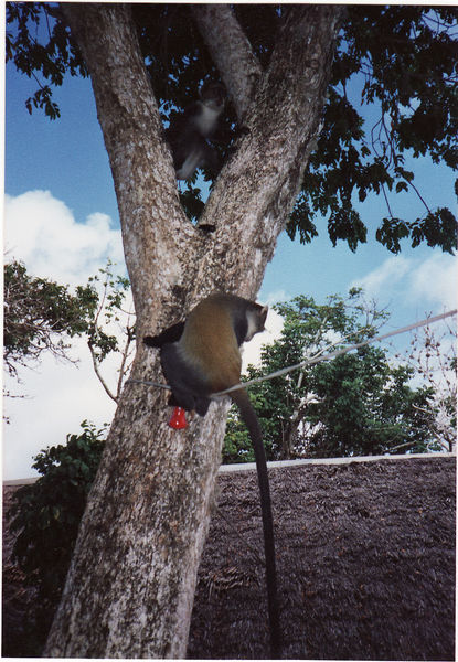 freilebende Besucher im Africana Sea Lodge, Diani Beach, Südküste Mombasa