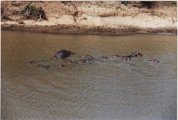Masai Mara, 2. Safari-Tag, Tierwelt (Nilpferde im Fluss durch das Governor's Camp)