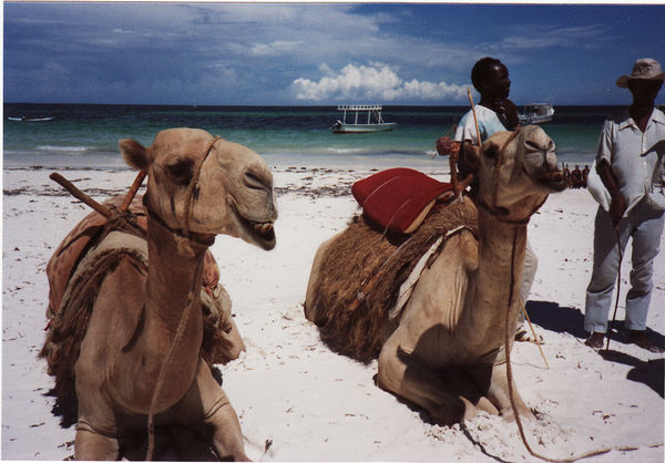 Kamelreiten an der Südküste Mombasa, Diani Beach, Africana Sea Lodge