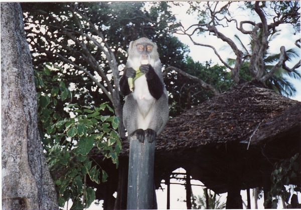 freilebende Besucher im Africana Sea Lodge, Diani Beach, Südküste Mombasa