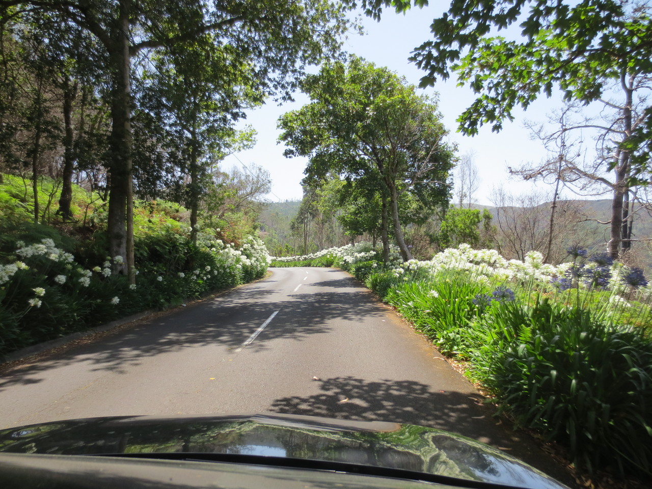 Vielerorts in Madeira fährt man auf Landstrassen, die durch die überaus üppige Vegetation führen. Ein absoluter Fahrgenuss und viel, viel Natur für das Auge.., wunderschön!