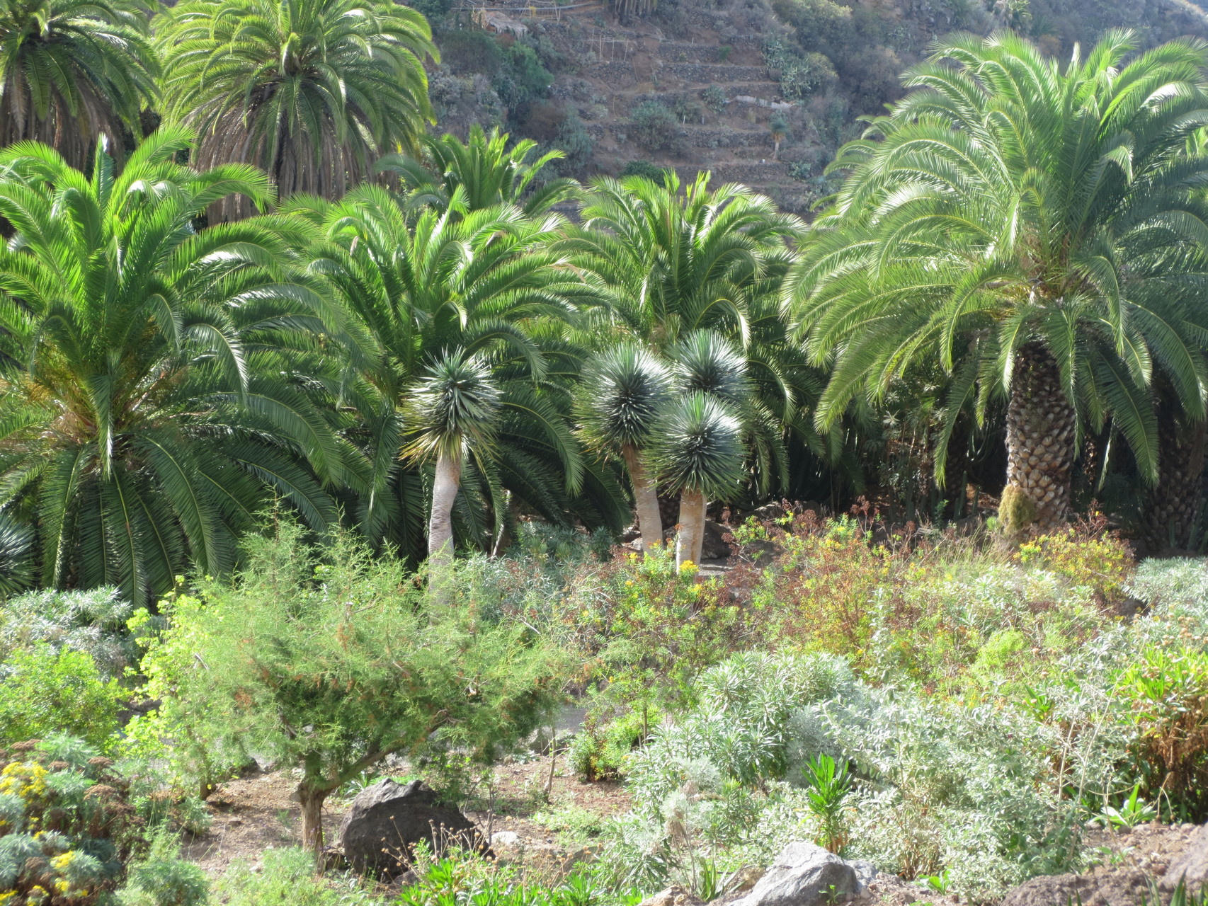 Icod de los Vinos: Casa del Drago - Drachenbaum - Parque del Drago