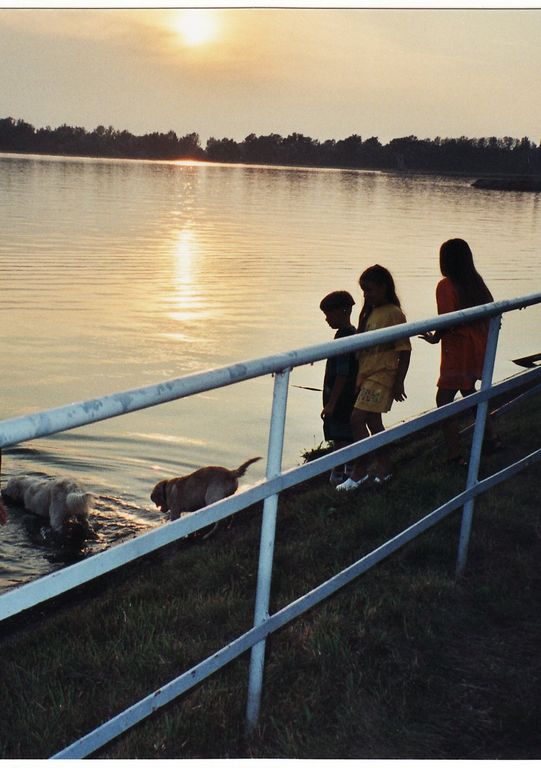 ...in der Abenddämmerung (unermüdlich bei Spiel und Spass mit den Dogs)