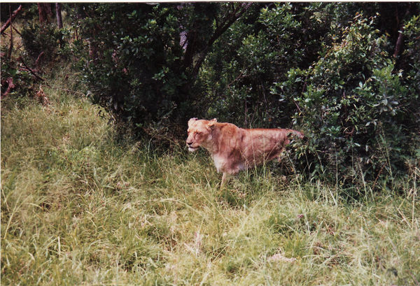 Masai Mara, 1. Safari-Tag, Tierwelt (Löwenweibchen)