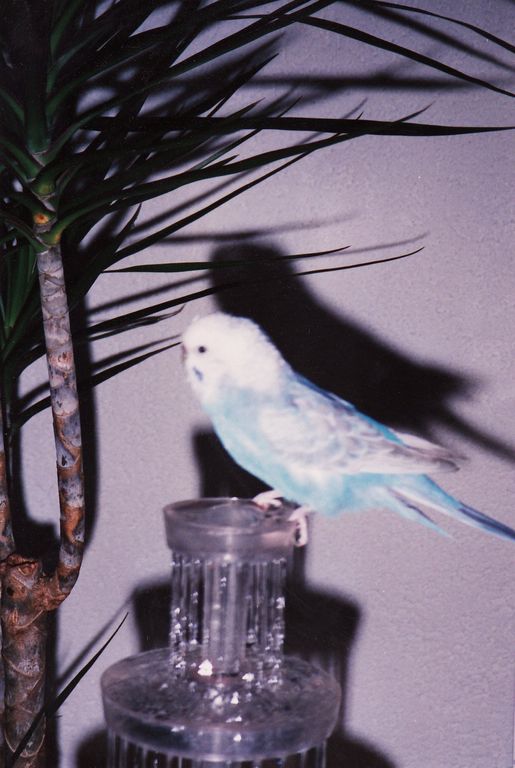 Troubi, Superstar (†, 1985-1997) mit seinem Lieblingsspielzeug (Zimmerspringbrunnen)