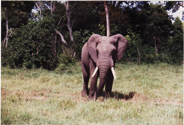 Masai Mara, 1. Safari-Tag, Tierwelt (afrikanischer Elefant)
