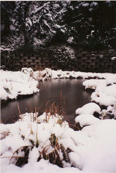 winterliche Stimmung auch beim Blick auf's Biotop