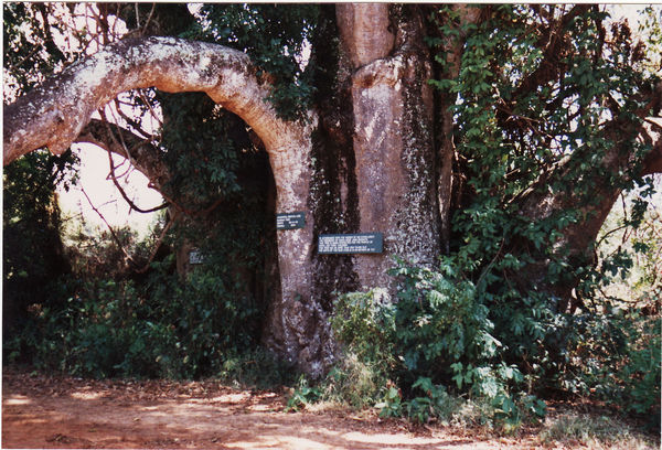 uralter, afrikanischer Baum