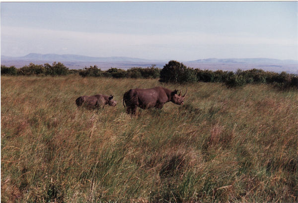 Masai Mara, 2. Safari-Tag, Tierwelt (Nashorn-Mutter mit Nashorn-Kind)