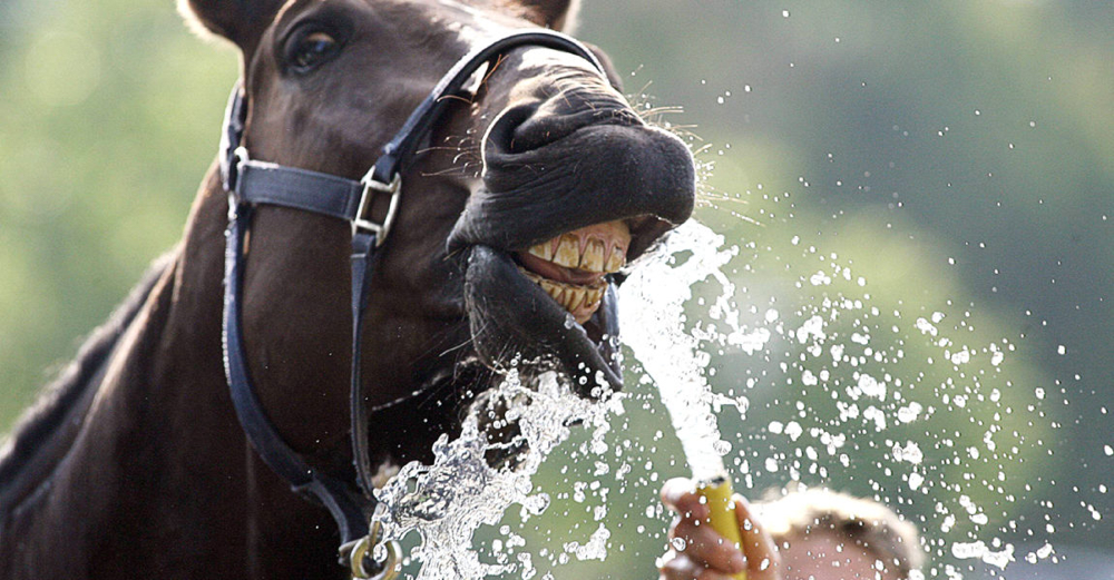Heisse Temperaturen - passt auf eure Pferde auf - keep care of your horses