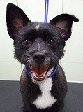 練馬区/東京ラブリー動物病院の飼い犬ピタゴラスの紹介画像です