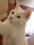 練馬区/東京ラブリー動物病院の飼い猫イワナの紹介画像です