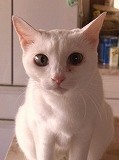 練馬区/東京ラブリー動物病院の飼い猫パリーナの紹介画像です