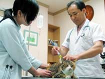 練馬区/東京ラブリー動物病院で猫に皮下点滴をしている画像です