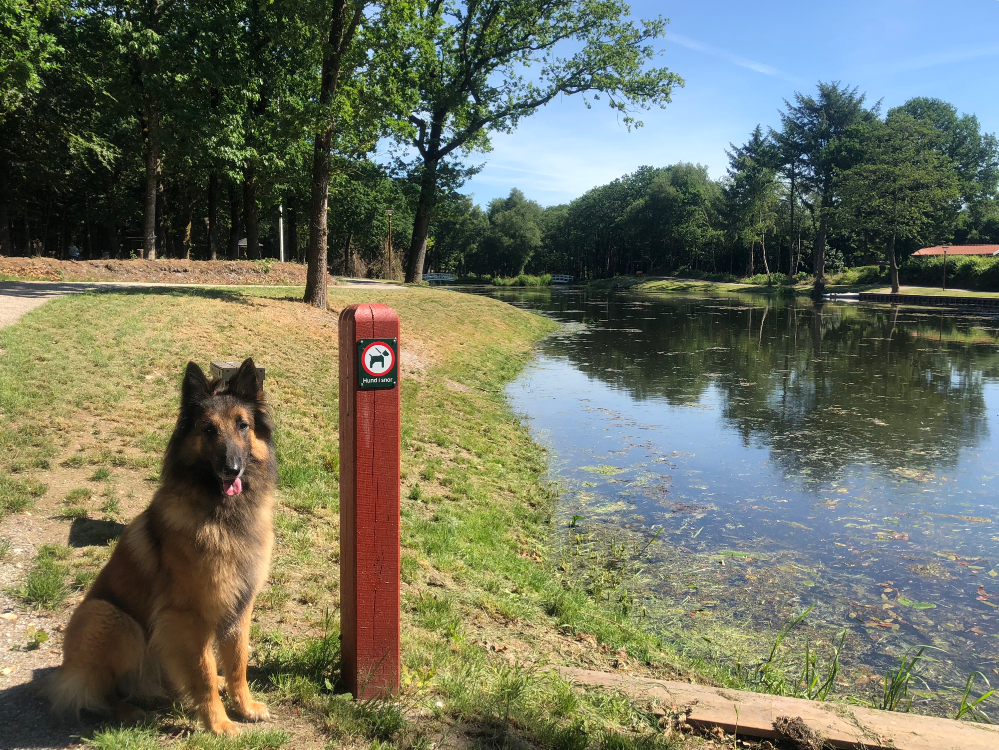 Gres ベルジアンタービュレン専門犬舎 Kennel La Plume Douce Belgian Tervuren