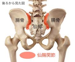 仙腸関節