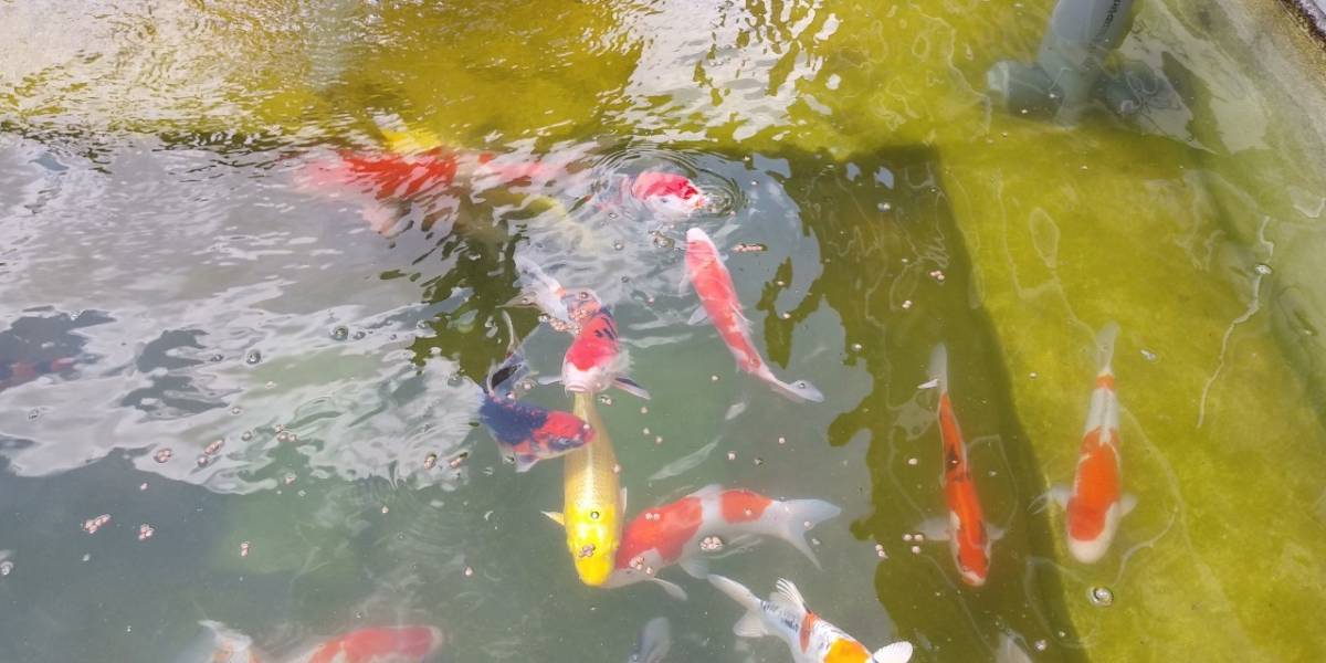 みなこだの池の水全部抜く・鯉(恋)の引っ越し大作戦・みなこだ みなこだの池の水全部抜く・鯉(恋)の引っ越し大作戦・みなこだ