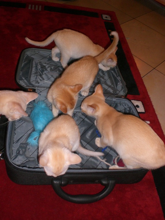 Oh, traveltime, my cuddle mouse have to be packed!