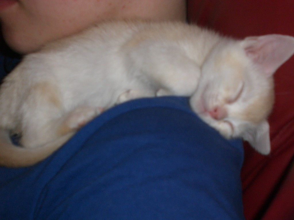 A kitten can sleep everywherel, important is that it´s cuddly