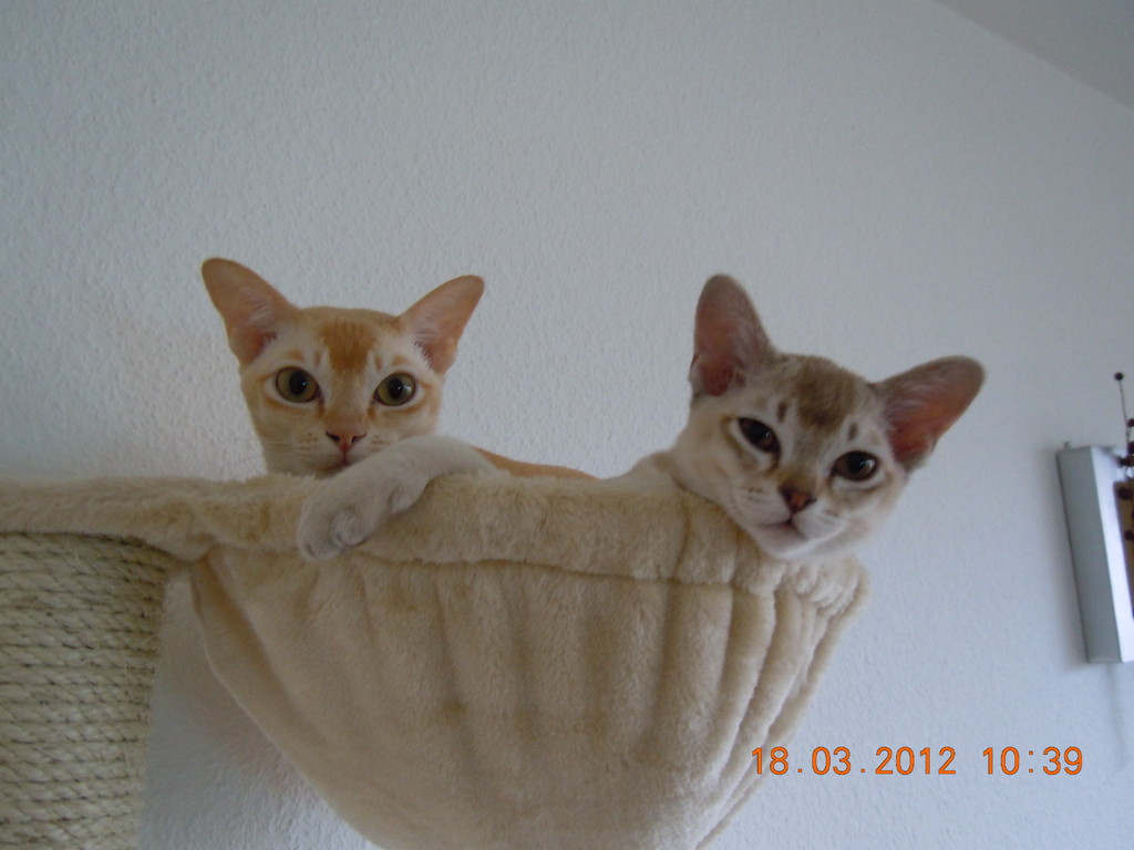 Amelie (links) und Clyde genießen ihren tollen Aussichtsplatz