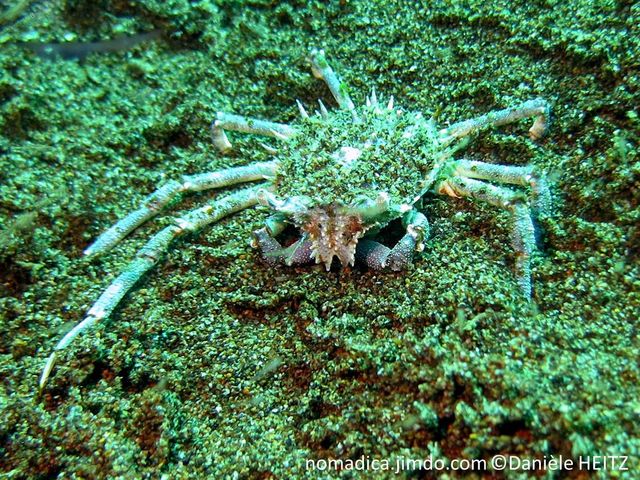 Crabe araignée, bleuté, pattes, très longues, fines, pinces courtes, carapace hérissée de piquants.