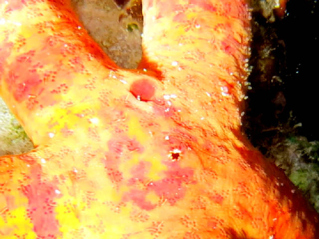 etoile de mer