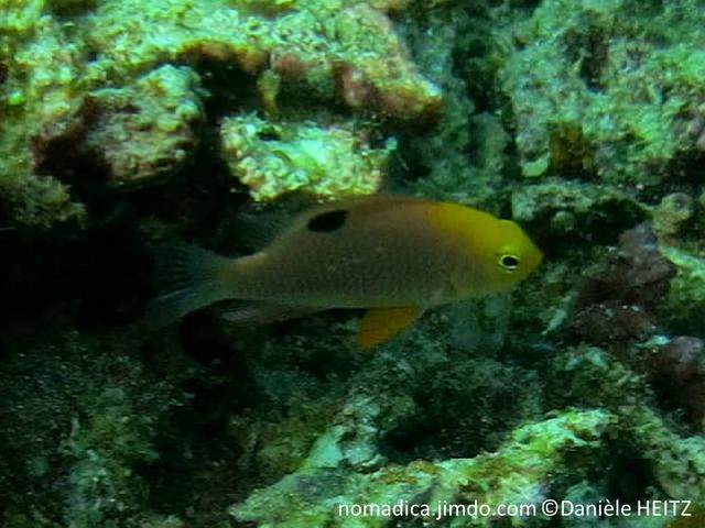 Poisson, bleuté rose, tête jaune, tache noire, haut du dos