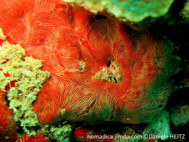 éponge, rouge-orangé, filaments blancs, veines et oscules transparents