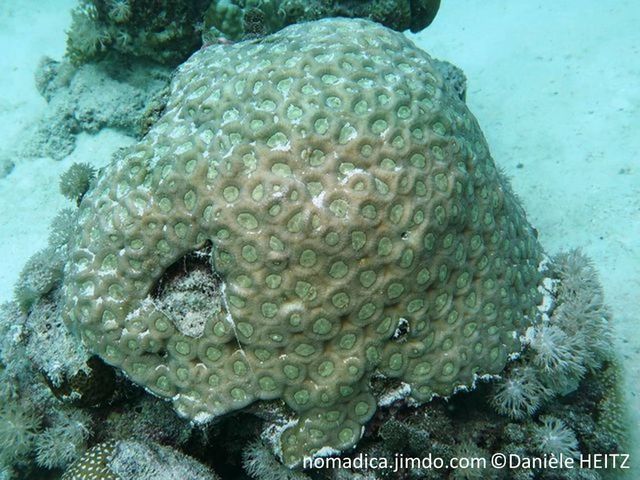 corail dur, massif, corallites, profondes, angulaire, centre verdâtre