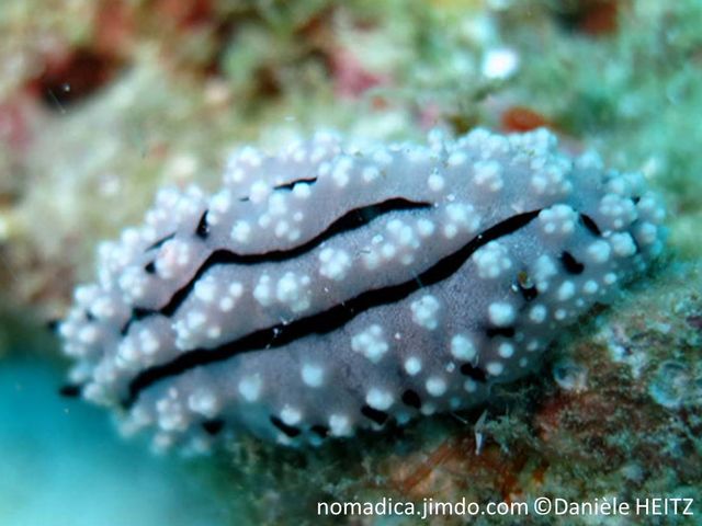 nudibranche verruqueux 