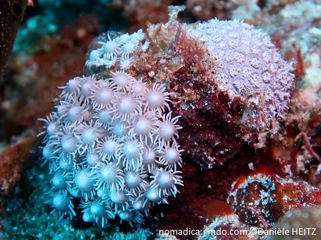 corail mou, forme fleur, tentacules courts, disque oral, large, cône, blanc