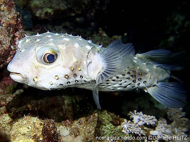 poisson, allongé,rond, blanc taché brun, épines larges