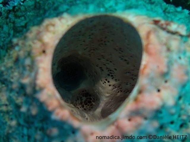 éponge, forme d'outre, beige-rosé, surface, tubercules irréguliers, pores inhalants, gros oscule terminal, base, coulures