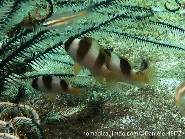 Poisson, 3 larges bandes brun foncé, verticales