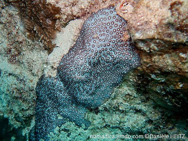 corail dur, plat, ou lobé, corallites, petites, polypes visibles le jour