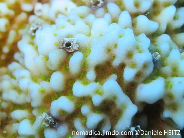 corail dur, petite taille, surface petites verrues irrégulières, corallites immergées, dispersées