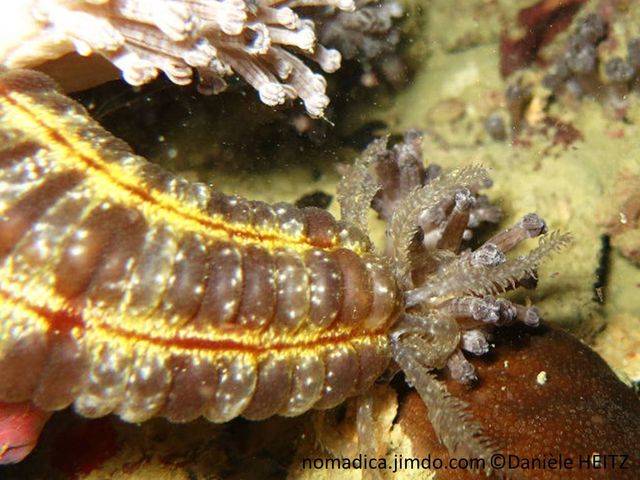 holothurie, forme serpent, aspect capitonné, gris-brunâtre, points blancs, bandes longitudinales rougeâtre bordé jaune-orangé, tentacules pennés 