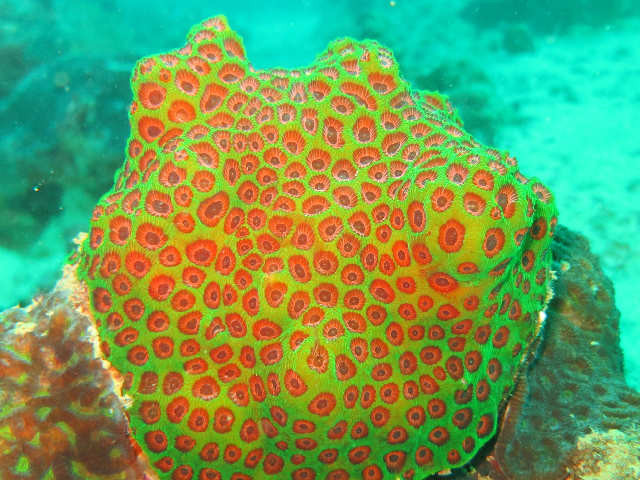 corail, dur,  encroûtant, corallites minces, anguleuses, couleurs vives, contrastées